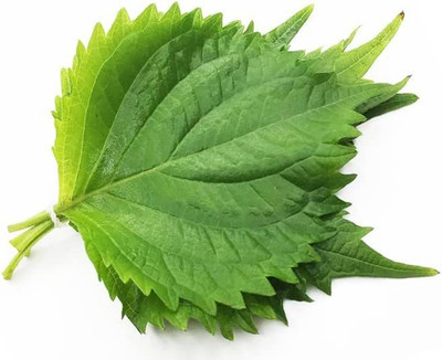 VibeX LXI-56 - Japanese Ohba Ao Shiso(Perilla) - (2250 Seeds) Seed(2250 per packet)
