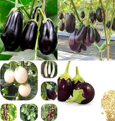 ibains Brinjal seeds variety bij 67 Seed(67 per packet)