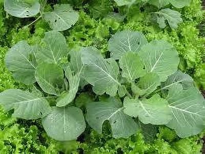 Seedsqlty Cabbage vegetable seeds , high germination (12 seeds) Seed(12 per packet)