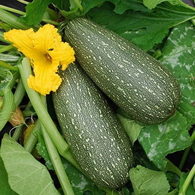 KNESSiN Green Squash[100 Seeds] Seed(100 per packet)