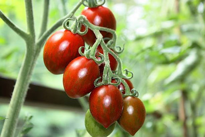 EMKOT tomato Seed(55 per packet)