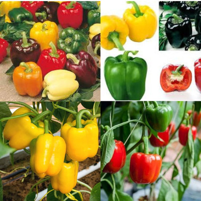 ibains 5diffrent capsicum seeds shimla mirchi pack of 110 Seed(110 per packet)