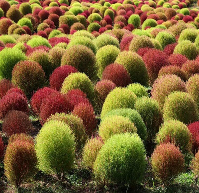 Aywal Kochia Burning Bush Green Flowering Seed(80 per packet)