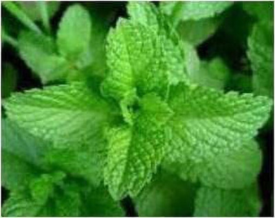KANAYA Mint/Pudina Hybrid Seed(10 per packet)