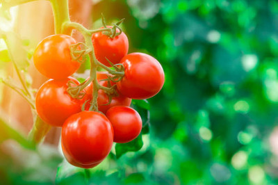 bheeshma tomato Seed(30 per packet)