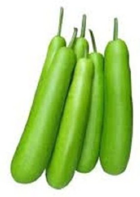 VibeX ® XXL-304 Bottle Gourd Long Organic F1 Hybrid Seeds Seed(50 per packet)