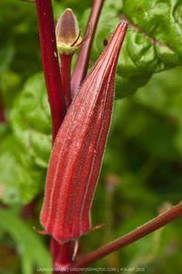 KANAYA Lady Finger Seed(110 per packet)