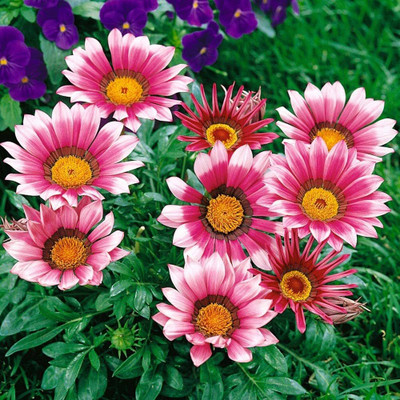 Seedsqlty Gazania seed for garden, high germination (30 seeds) Seed(30 per packet)