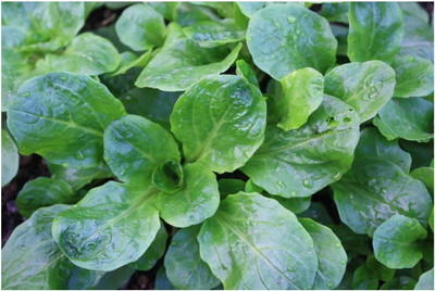 CYBEXIS Corn Salad - Lambs Lettuce Seeds1000 Seeds Seed(1000 per packet)