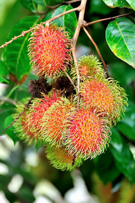 MAA LITCHI,LICHEE,LYCHEE Seed(10 per packet)