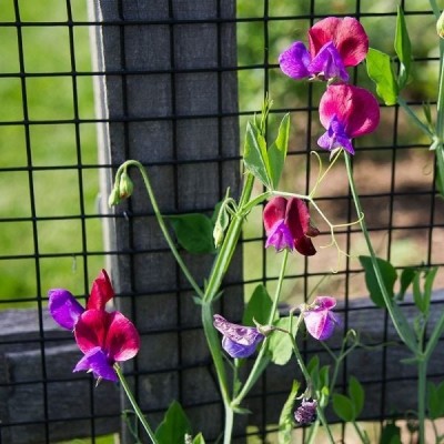 LASMA Sweet Pea 'Cupani's Original' (Lathyrus odoratus) Seed(20 per packet)