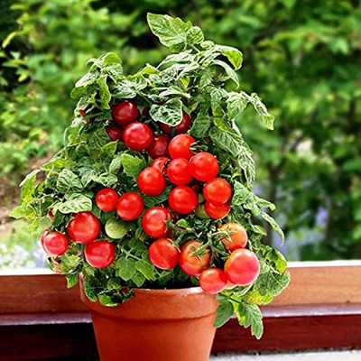 CYBEXIS Hybrid Rare Tomato Seeds1000 Seeds Seed(1000 per packet)