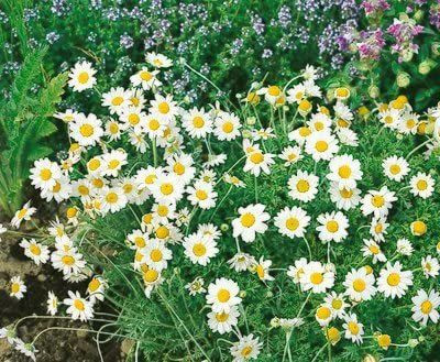 CYBEXIS XLL-1 - German Chamomile - (250 Seeds) Seed(250 per packet)