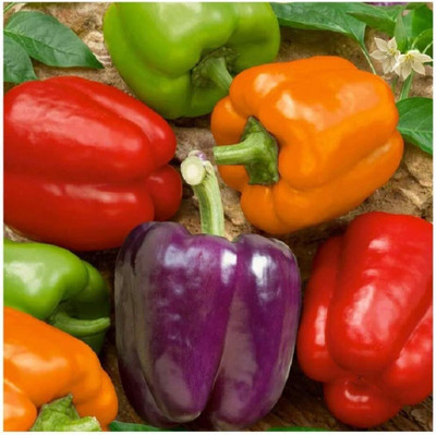 Qualtivate HUA-1A Rainbow Blend Capsicum Seeds Seed(100 per packet)