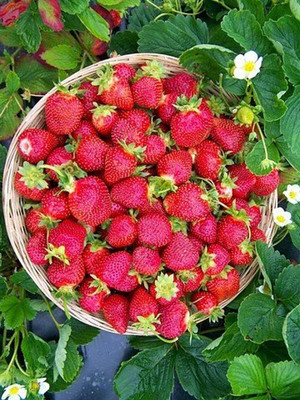 KNESSiN Strawberry Seeds Plants Ground Cover Fast Spread Seed(50 per packet)