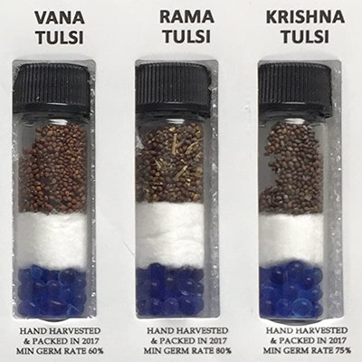 WILLVINE Vana, Rama, Krishna 3 Varieties of Holy Basil Seeds-[2000 Seeds] Seed(2000 per packet)