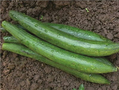 Avysa Dark Green Sponge Gourd Seed(250 per packet)