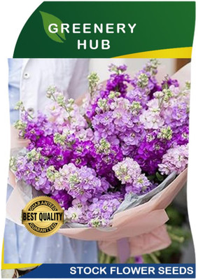 Greenery Hub Stock Flower Seeds - Fragrant, Elegant Blooms for Your Garden Seed(50 per packet)