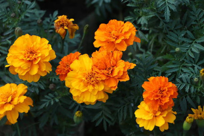 Radhakrishna marigold/gende ka phool flower seeds Seed(75 per packet)