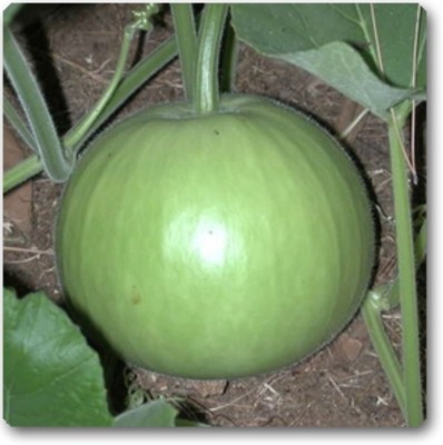 Quentova Round Bottle Gourd, Ghiya-CIAR Seed(75 per packet)