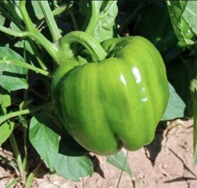 Qualtivate HYB-6A California Wonder Capsicum Seeds Seed(100 per packet)