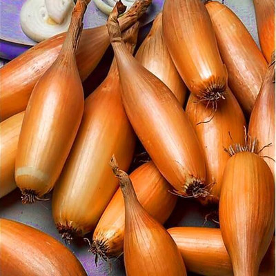 KNESSiN Easy to Grow Brown Long Tosca Onion Vegetable Seeds For Planting-(2400 Seeds) Seed(2400 per packet)