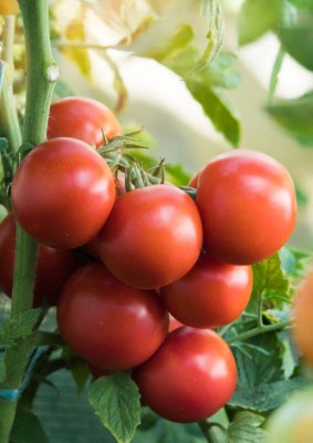 SM PLUS tomato Seed(90 per packet)