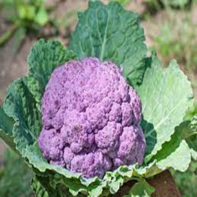Aywal F1 Hybrid Purple Cauliflower Vegetable Seed(140 per packet)