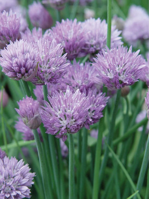 VibeX LX-98 - Garden Chives Green - (2250 Seeds) Seed(2250 per packet)