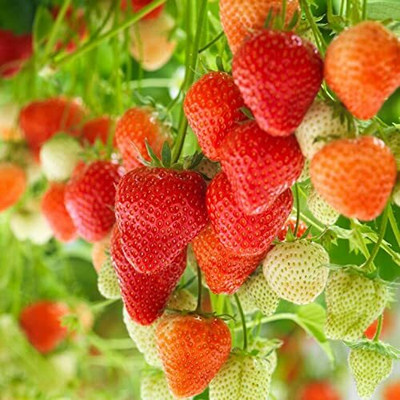 Aywal Strawberry Fruit Seed(10 per packet)