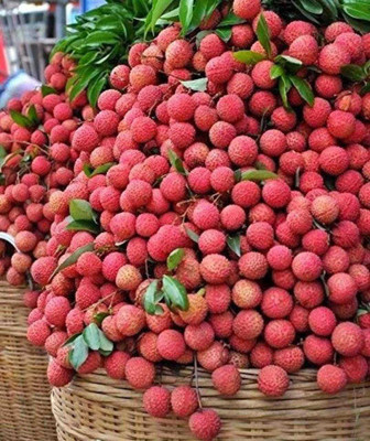 Oliver litchi,lichi.lichyee Seed(11 per packet)
