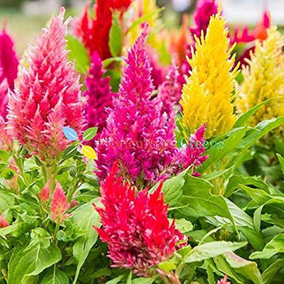 MAA Celosia Dwarf, Cockscomb Seed(50 per packet)