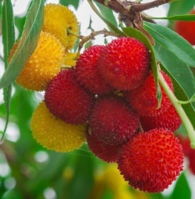 ActrovaX Exotic Fruit Rare Strawberry madrono Seed [10gm Seeds] Seed(10 g)