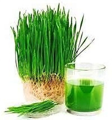 Aywal Wheat grass seeds for planting,High germination Seed(3000 per packet)