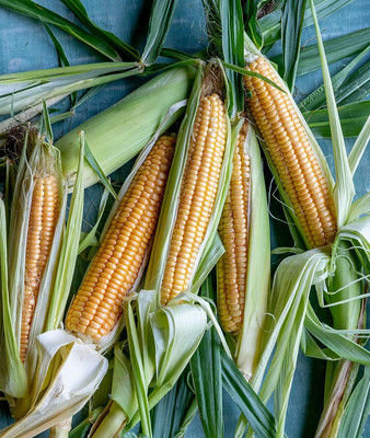 WILLVINE GOI -XI Golden Bantam Sweet Corn Seeds-[25g] Seed(100 per packet)