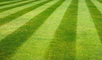 BJUBAS Bermuda grass seeds for lawn PACK OF 3037 Seed(21500 per packet)
