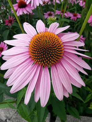 WILLVINE ™ Echinacea Flower Seeds-2000 SEEDS Seed(2000 per packet)