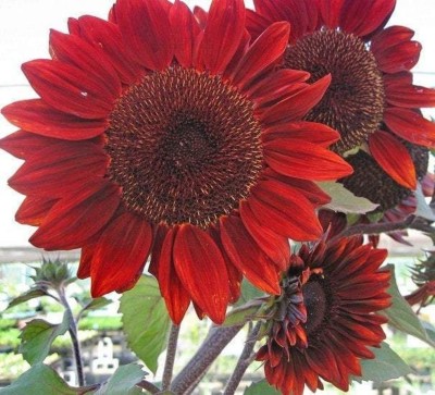 Earth Hopper 75+ Seeds- Red Velvet Queen Sunflower Seeds for Planting - Non GMO Heirloom Seed(75 per packet)