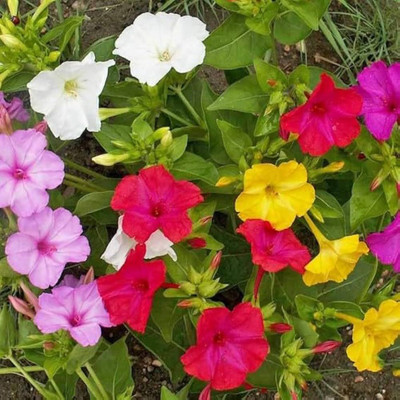 MOONQULTY Sandhyamalati (mirabilis jalapa)Mix Colour Flower Seed(60 per packet)