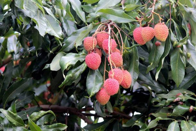 MAA LITCHI,LICHEE,LYCHEE Seed(11 per packet)