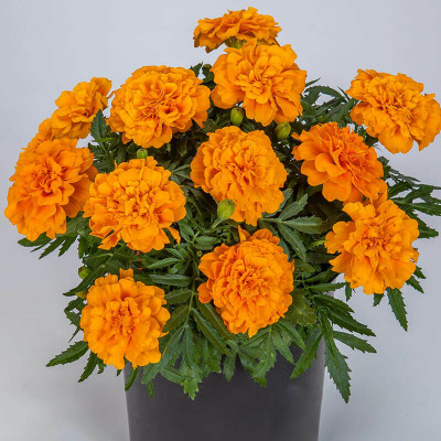 Avysa French Marigold Flower Seeds Orange Seed(1000 per packet)