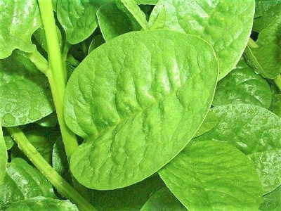 the green dotcom Green Malabar Spinach Seed(278 per packet)
