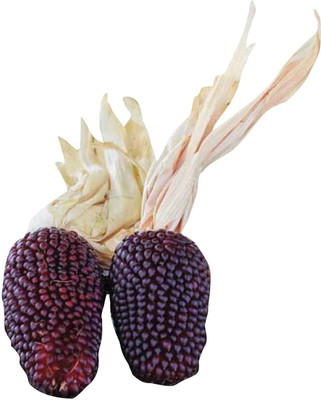 CRGO SWEETCORN , CORN , MAKKA Seed(15 per packet)