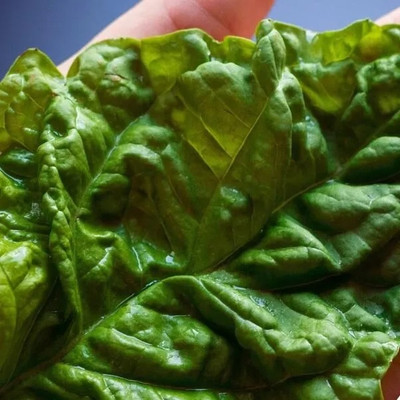 Qualtivate ATS-52 Basil Seeds,Lettuce Leaf Seed(1000 per packet)