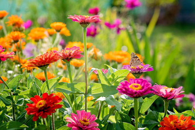 Avysa Thumbelina Dwarf Mix Zinnia Seed(30 per packet)