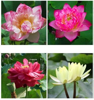 CYBEXIS NBIR-93 - Water Lily/Lotus - (270 Seeds) Seed(270 per packet)