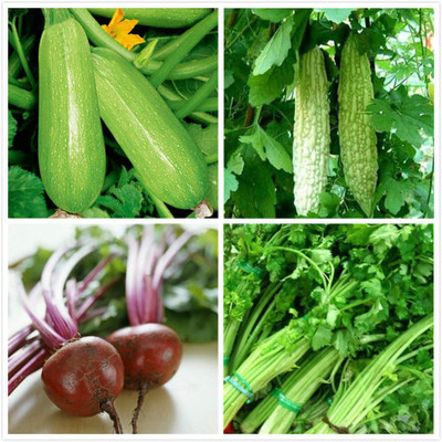 CYBEXIS 4 Varieties:Beet,Bitter Gourd,Celery,Zucchini Seed(10 g)