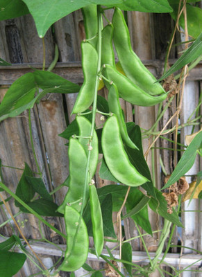 Quentova Lima bean (Phaseolus lunatus L.)-ROC-4S Seed(75 per packet)