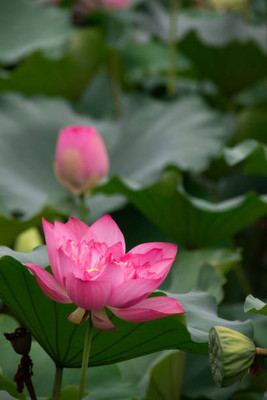 Rudra lotus,kamal seeds Seed(11 per packet)