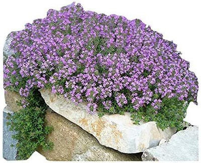 CYBEXIS HUA-48 - Creeping Thyme Ground Cover - (1350 Seeds) Seed(1350 per packet)